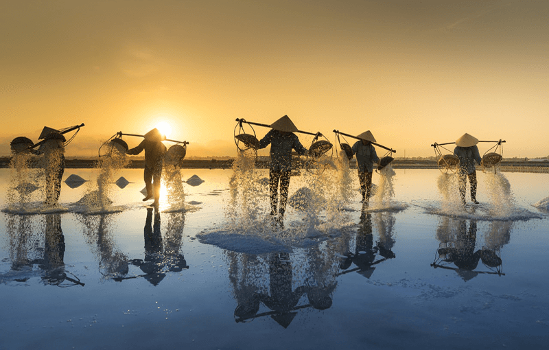 salt harvesting