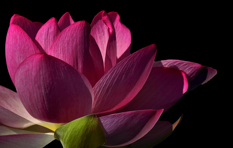 lotus flower